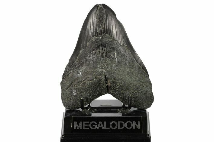 Bargain, Fossil Megalodon Tooth - South Carolina #145274
